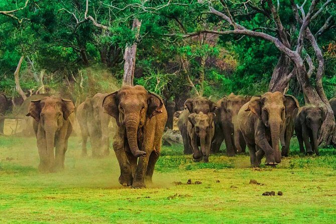 Udawalawa Safari Drive From Galle, Weligama, Mirissa & Dickwella - The Sum Up