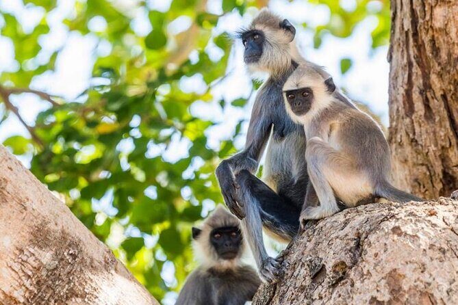 Udawalawa Safari Drive From Galle, Weligama, Mirissa & Dickwella - FAQ