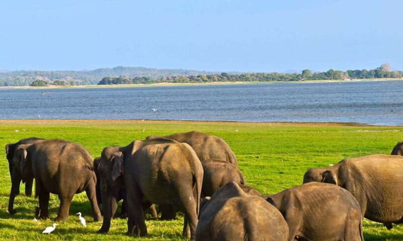 Udawalawa: Udawalawa National Park Safari Tour - The Sum Up: Who Should Consider This Safari?