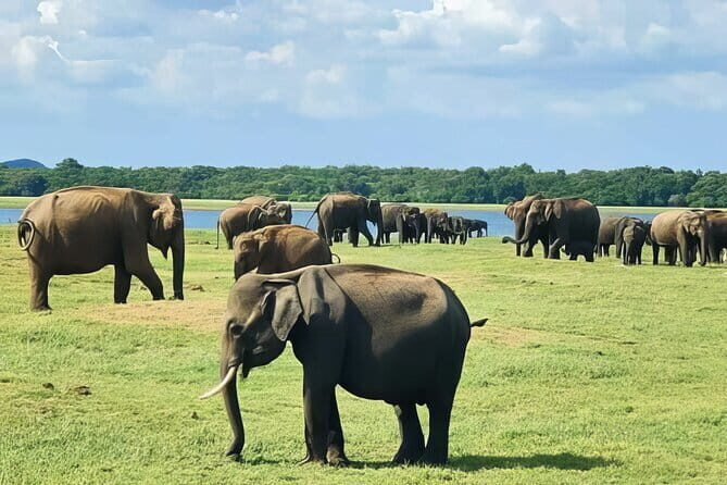 Udawalawe Elephant Safari and Orphanage Tour Shore Excursions - Key Points
