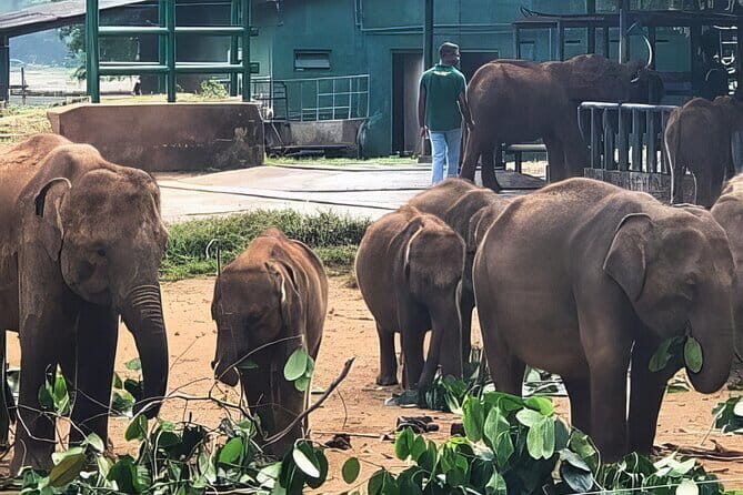 Udawalawe Elephant Safari and Orphanage Tour Shore Excursions - Logistics and Practical Details