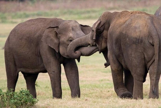 Udawalawe Elephant Safari and Orphanage Tour Shore Excursions - Reviews and Real Traveler Insights