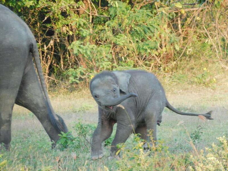 Udawalawe Elephants Safari Tour from Hambantota port - Introduction to the Experience
