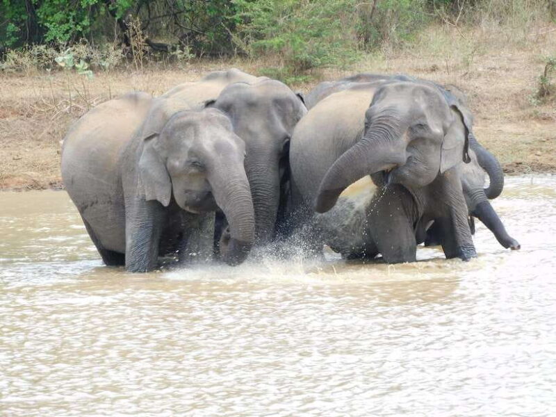Udawalawe Elephants Safari Tour from Hambantota port - Why Udawalawe?