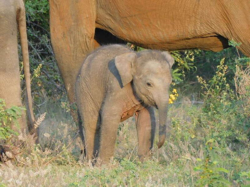 Udawalawe Elephants Safari Tour from Hambantota port - The Experience: What You’ll Feel and See