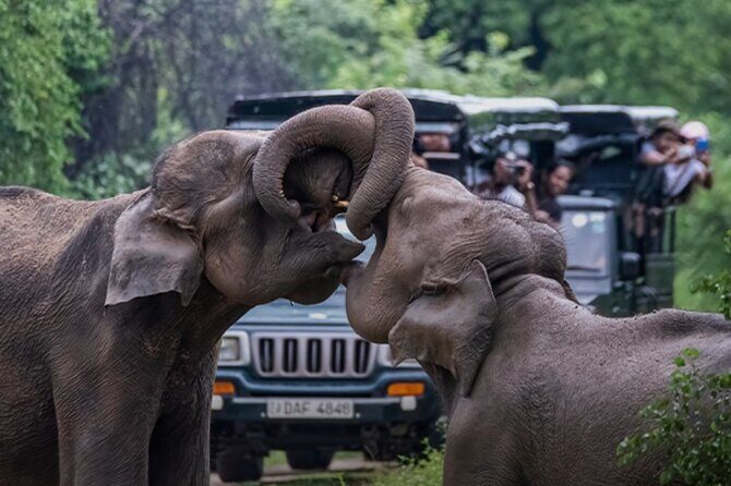 Udawalawe Jeep Safari from Bentota Aluthgama Berawula Area - Key Points