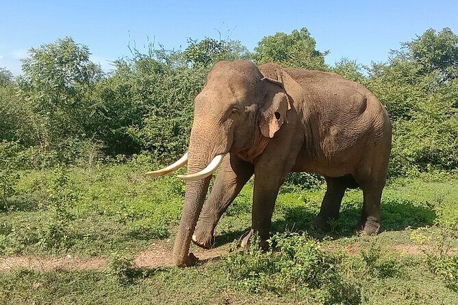Udawalawe Jeep Safari from Bentota Aluthgama Berawula Area - Practical Details and What to Expect