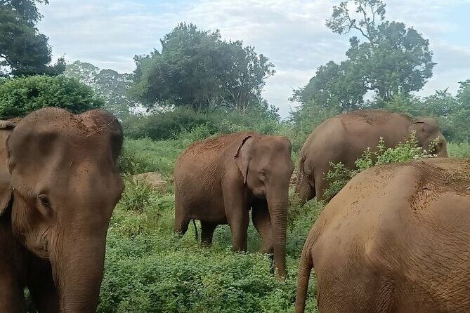 Udawalawe Jeep Safari from Bentota Aluthgama Berawula Area - Who Will Love This Tour?