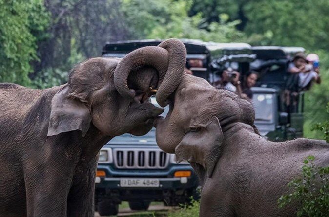Udawalawe Jeep Safari from Bentota Aluthgama Berawula Area - Frequently Asked Questions