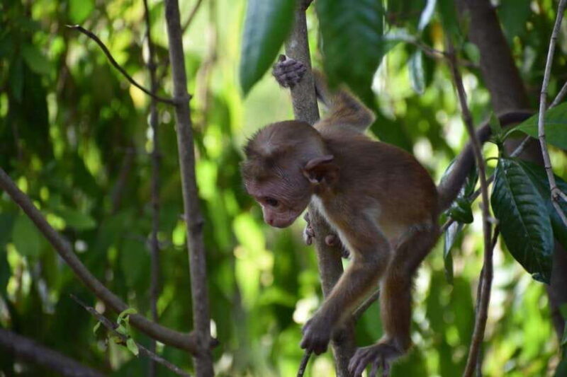 Udawalawe National Park: 4-Hour Safari Tour - Key Points
