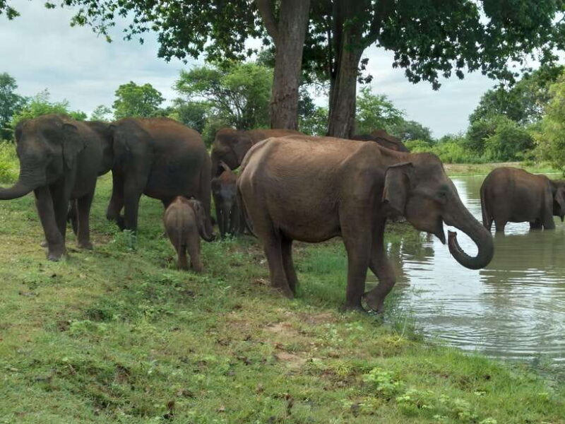 Udawalawe National Park: 4-Hour Safari Tour - A Closer Look at What to Expect