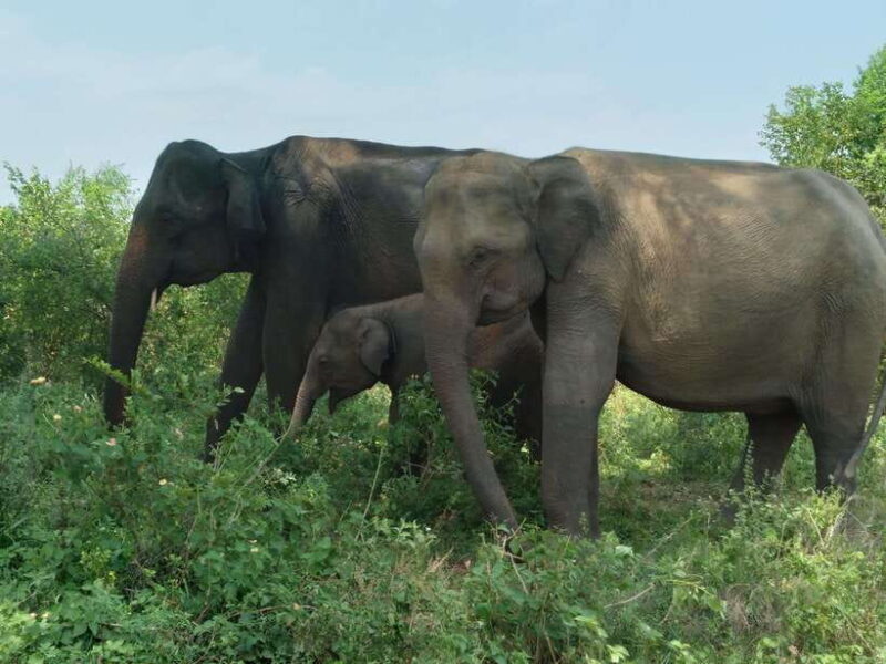 Udawalawe National Park: 4-Hour Safari Tour - The Sum Up