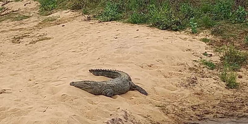 Udawalawe National Park - 7 Hours Private Safari tour - Key Points