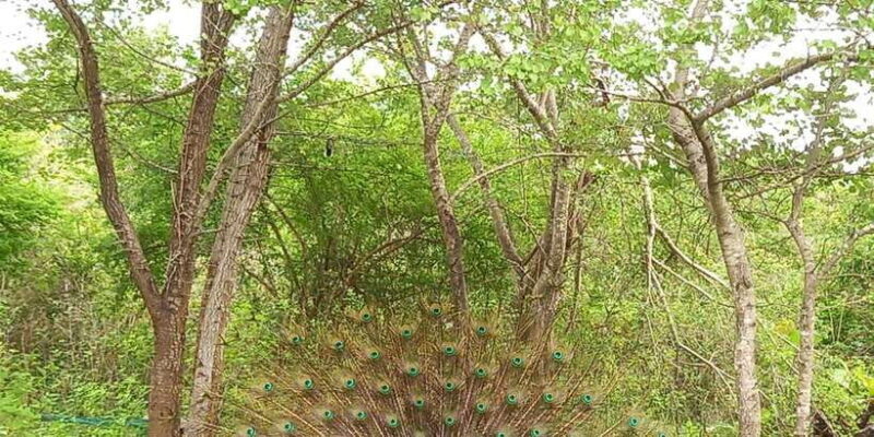 Udawalawe National Park - 7 Hours Private Safari tour - The Cost & What’s Included