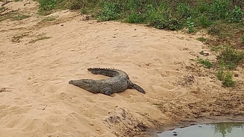Udawalawe National Park - 7 Hours Private Safari tour - Reviews: What Visitors Say