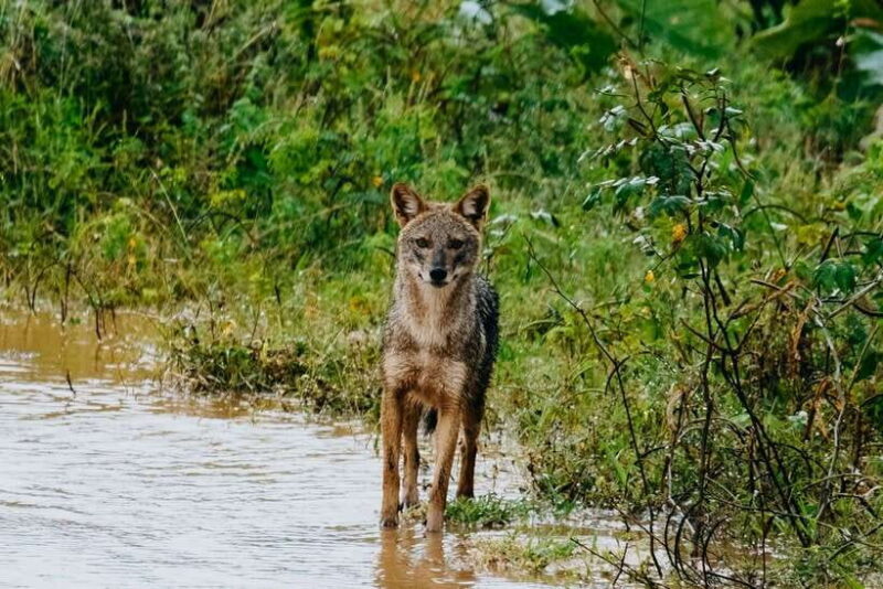 Udawalawe National Park: Half-Day Safari Tour - Key Points