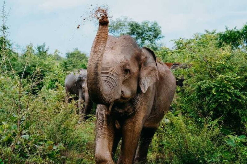 Udawalawe National Park: Half-Day Safari Tour - FAQ