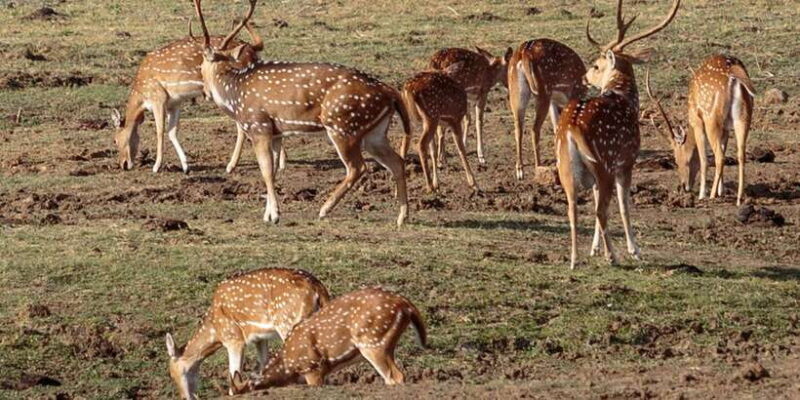 Udawalawe National Park Private Full-Day Safari - The Itinerary in Detail