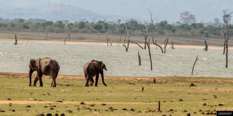 Udawalawe National Park Private Full-Day Safari - Meeting Points and Practical Details