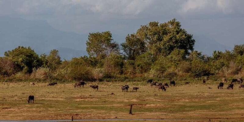 Udawalawe National Park Private Full-Day Safari - Why This Safari Is Worth Considering
