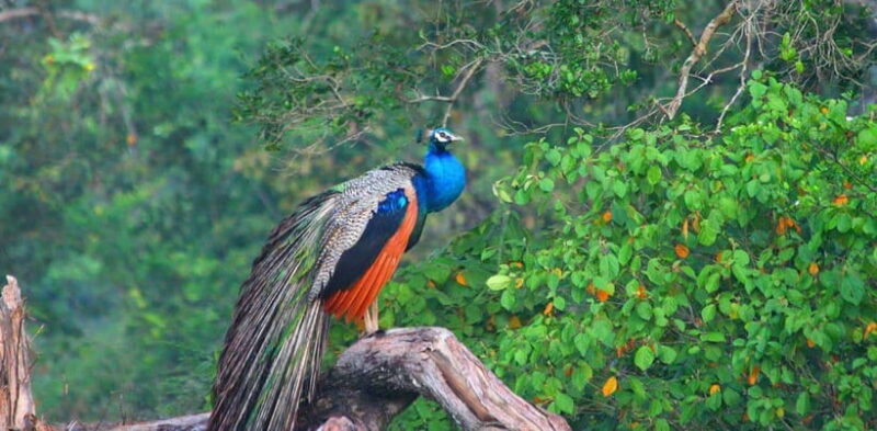 Udawalawe National Park: Private Safari From Colombo - Key Points
