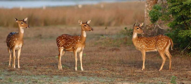 Udawalawe National Park: Private Safari From Colombo - An In-Depth Look at the Safari Experience