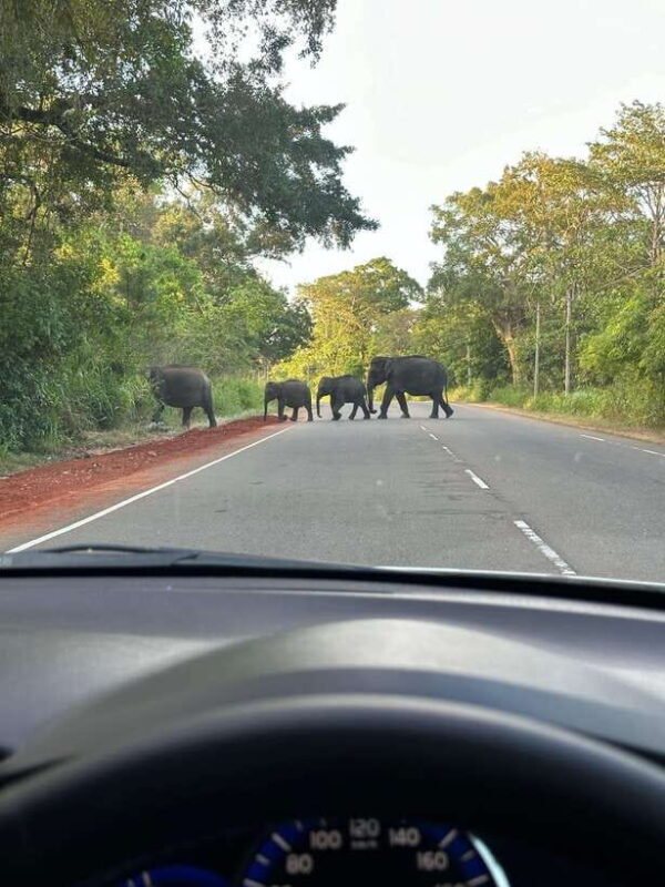 Udawalawe National Park: Private Safari From Colombo - FAQs