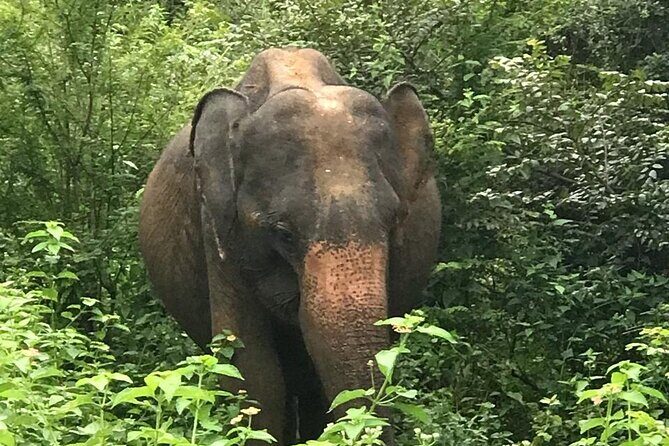 Udawalawe National Park Private Safari Tour - An In-Depth Look at the Udawalawe Safari Experience