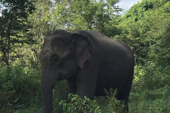 Udawalawe National Park Private Safari Tour - Who Should Book This Safari?