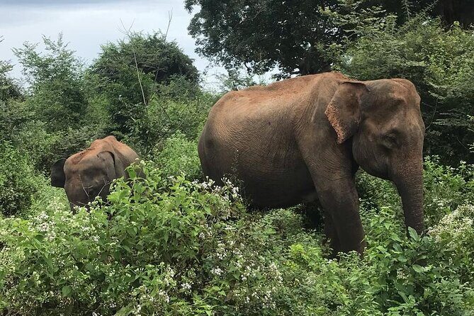 Udawalawe National Park Private Safari Tour - Final Thoughts