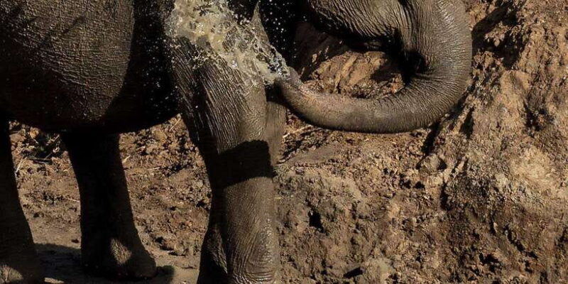 Udawalawe National Park Safari and Elephant Transit Home - Key Points