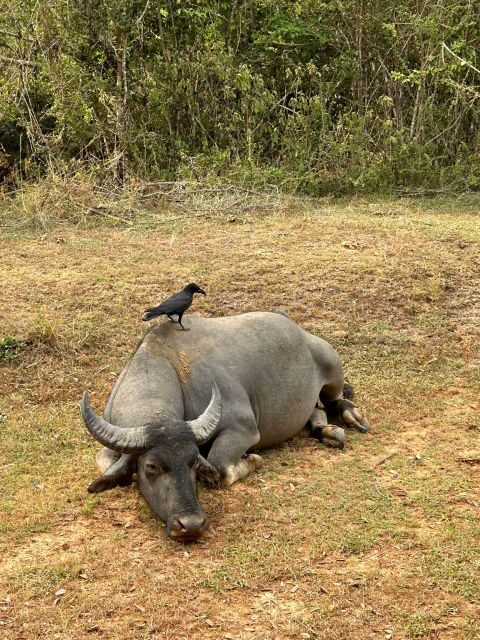 Udawalawe National Park Safari and Elephant Transit Home - The Experience from Travelers’ Perspectives