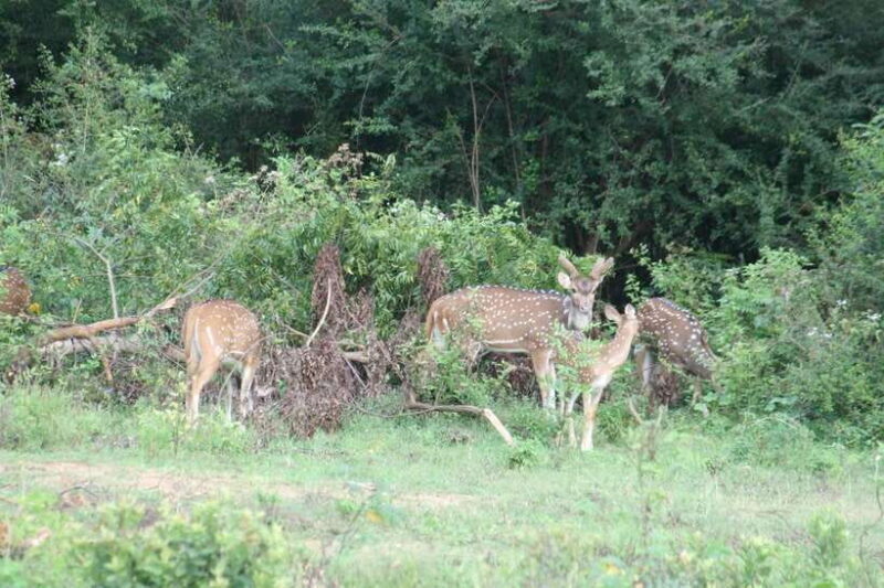 Udawalawe: National park safari & Elephant Transit Home Tour - Exploring Udawalawe National Park: What Makes This Safari Special
