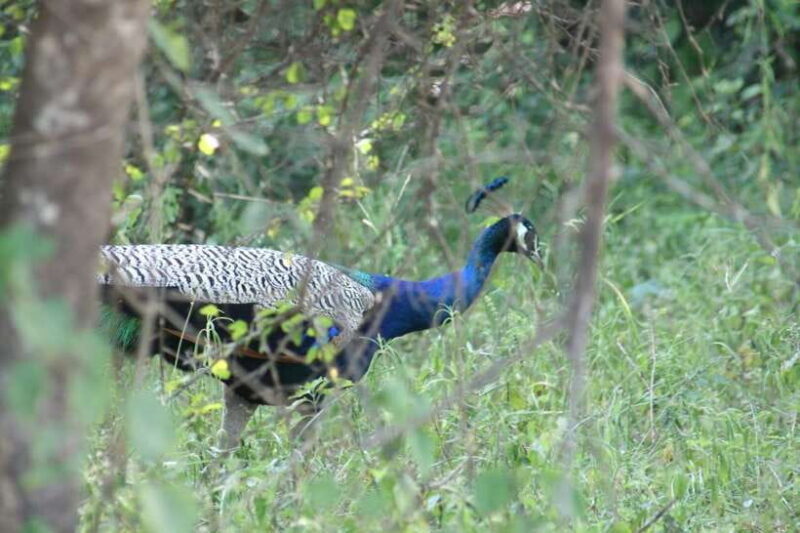 Udawalawe: National park safari & Elephant Transit Home Tour - The Experience: What You Can Expect