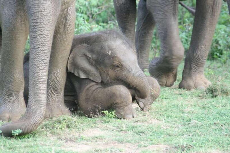 Udawalawe: National park safari & Elephant Transit Home Tour - How the Tour Adds Value