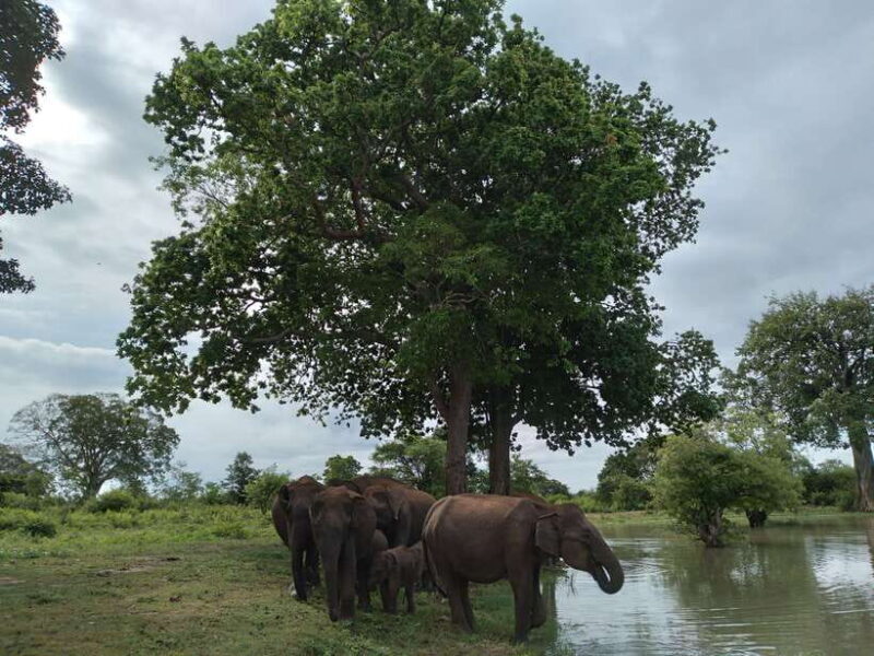 Udawalawe: National park safari & Elephant Transit Home Tour - The Sum Up