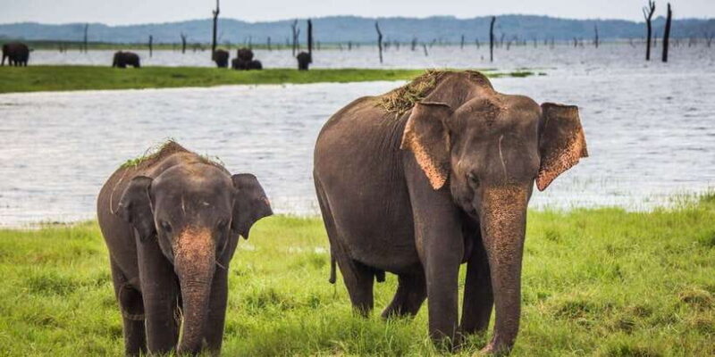 Udawalawe: National Park Safari & Elephant Transit Home Tour - An In-Depth Look at the Udawalawe Safari & Elephant Transit Home Tour