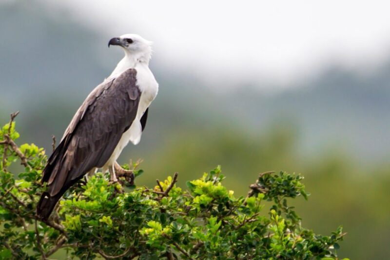 Udawalawe: National Park Safari & Elephant Transit Home Tour - Who’s This Tour Best For?