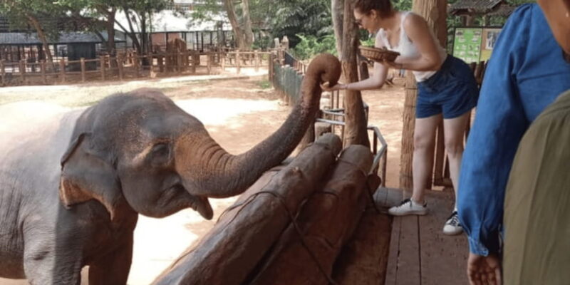 Udawalawe National Park Safari & Elephant Transit Home Visit - Why This Tour Stands Out