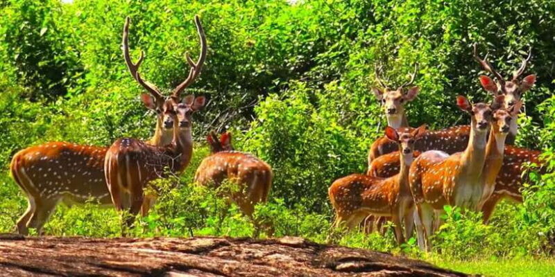 Udawalawe National Park Safari & Elephant Transit Home Visit - The Experience on the Ground