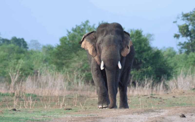 Udawalawe National Park Safari & Elephant Transit Home Visit - The Sum Up