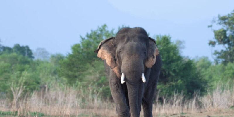 Udawalawe National Park Safari & Elephant Transit Home Visit - FAQ