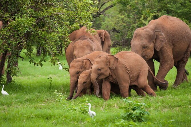 Udawalawe National Park Safari | From Ella - Key Points