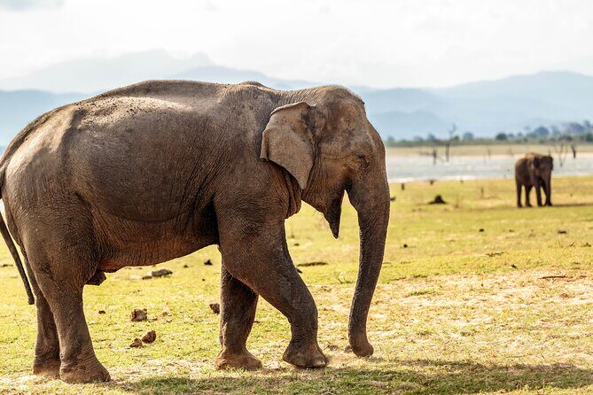 Udawalawe National Park Safari from Galle - Booking and Flexibility