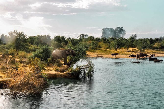 Udawalawe National Park Safari from Mirissa - The Itinerary in Detail