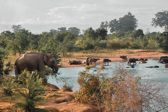 Udawalawe National Park Safari from Mirissa - Cost and Value