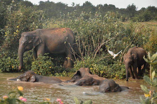 Udawalawe National Park Safari from Mirissa - Reviews and Authentic Feedback