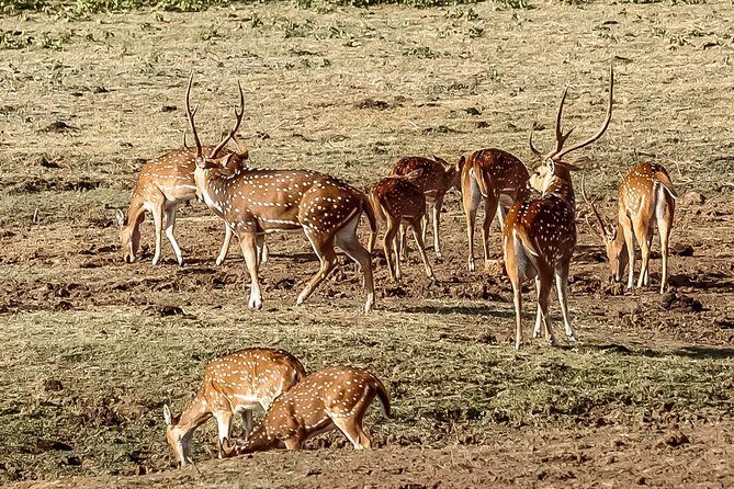 Udawalawe National Park Safari from Mirissa - Practical Tips for Travelers