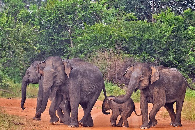 Udawalawe National Park Safari from Mirissa - Frequently Asked Questions