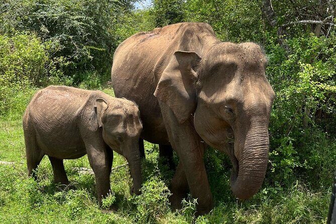 Udawalawe National Park Safari from Mirissa or Weligama - Who Should Book This Tour?